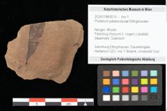 Foto (Objekt + Etikett) von Phyllerium palaeocassiae Ettingshausen (NHMW-GEO-2024-0188-0016)